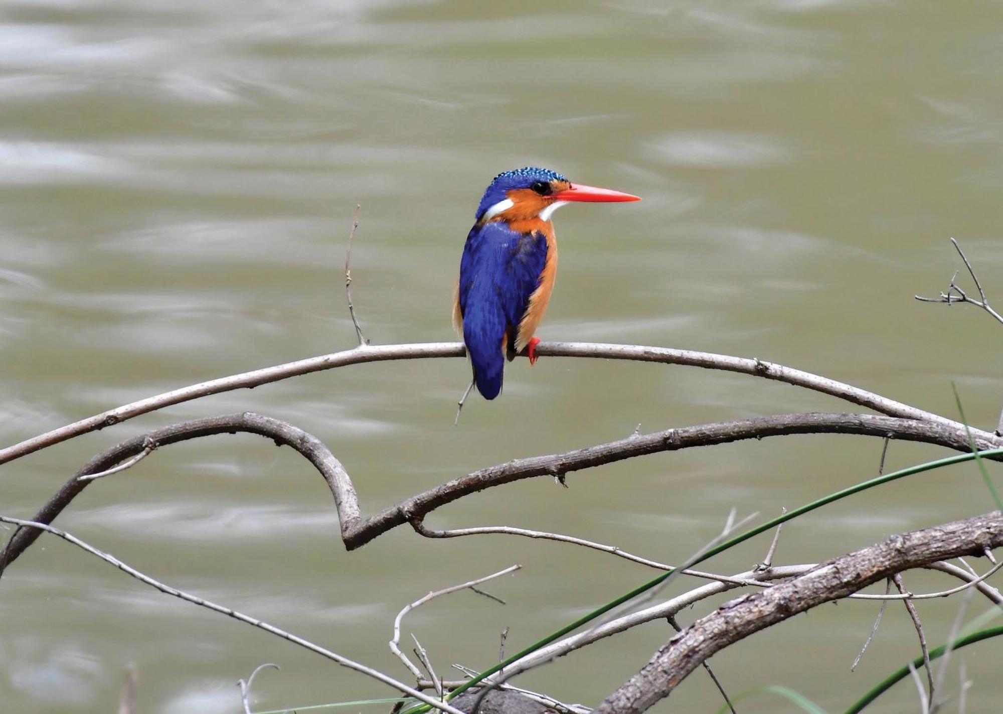 Madikwe River Lodge By Dream Resorts Madikwe Game Reserve Luaran gambar