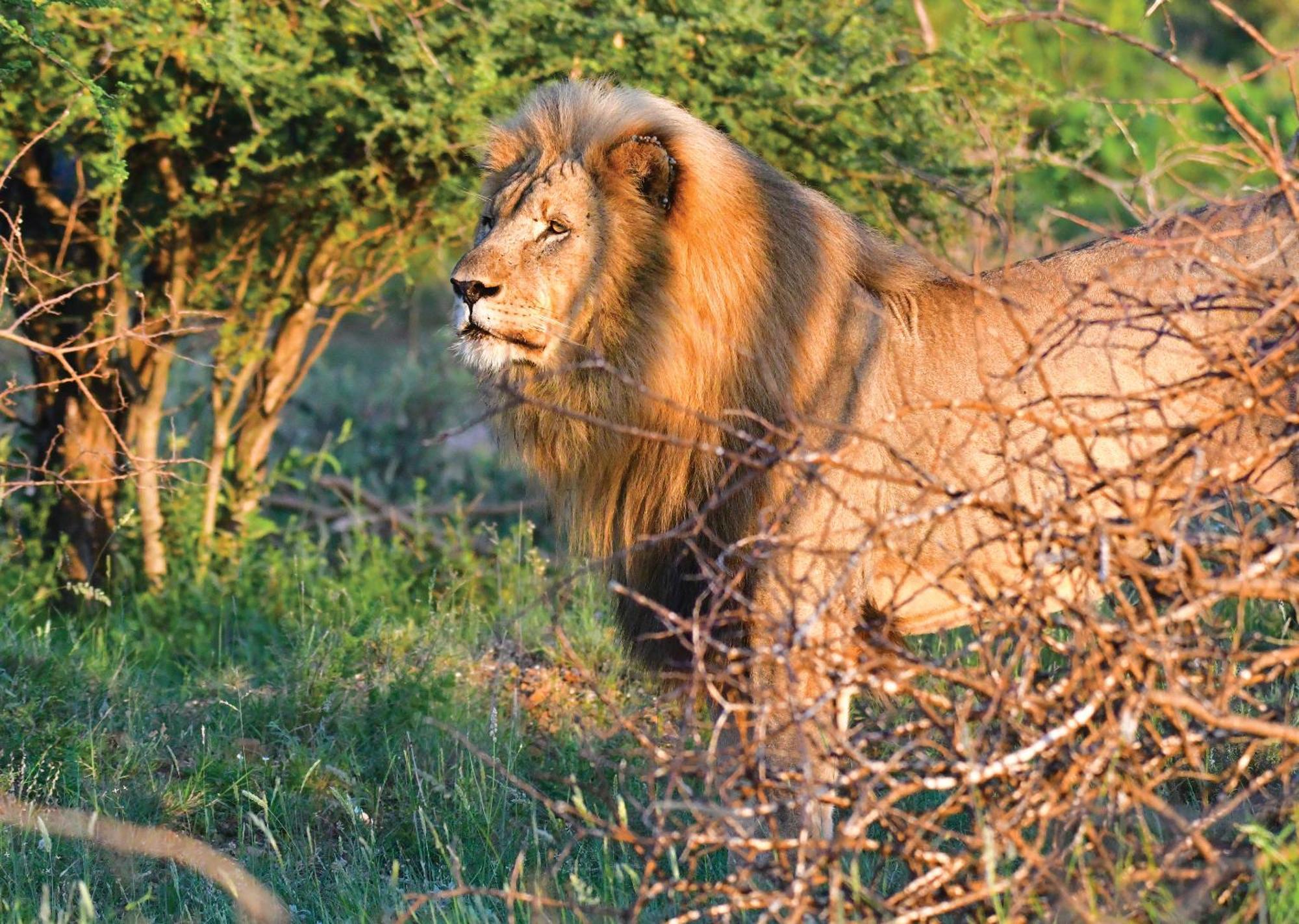 Madikwe River Lodge By Dream Resorts Madikwe Game Reserve Luaran gambar