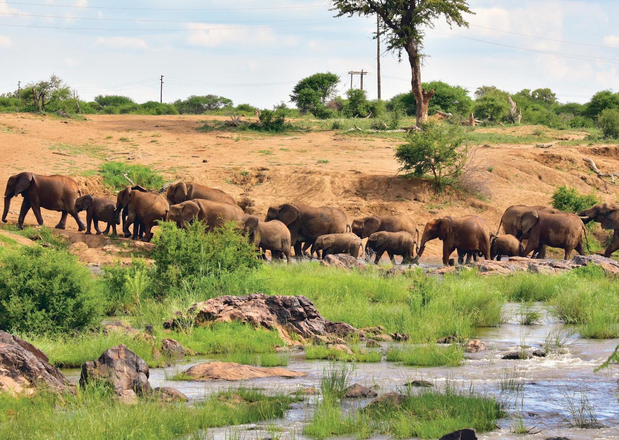 Madikwe River Lodge By Dream Resorts Madikwe Game Reserve Luaran gambar