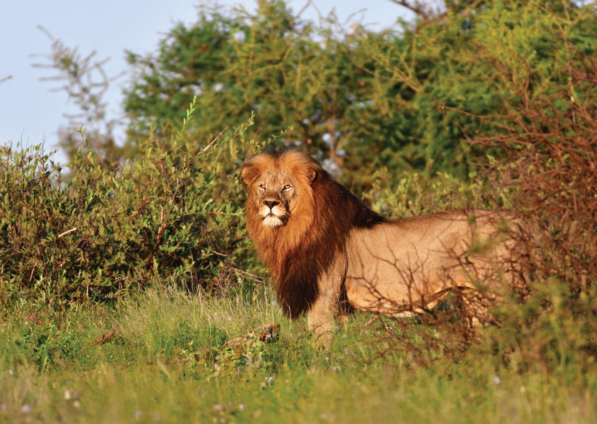 Madikwe River Lodge By Dream Resorts Madikwe Game Reserve Luaran gambar
