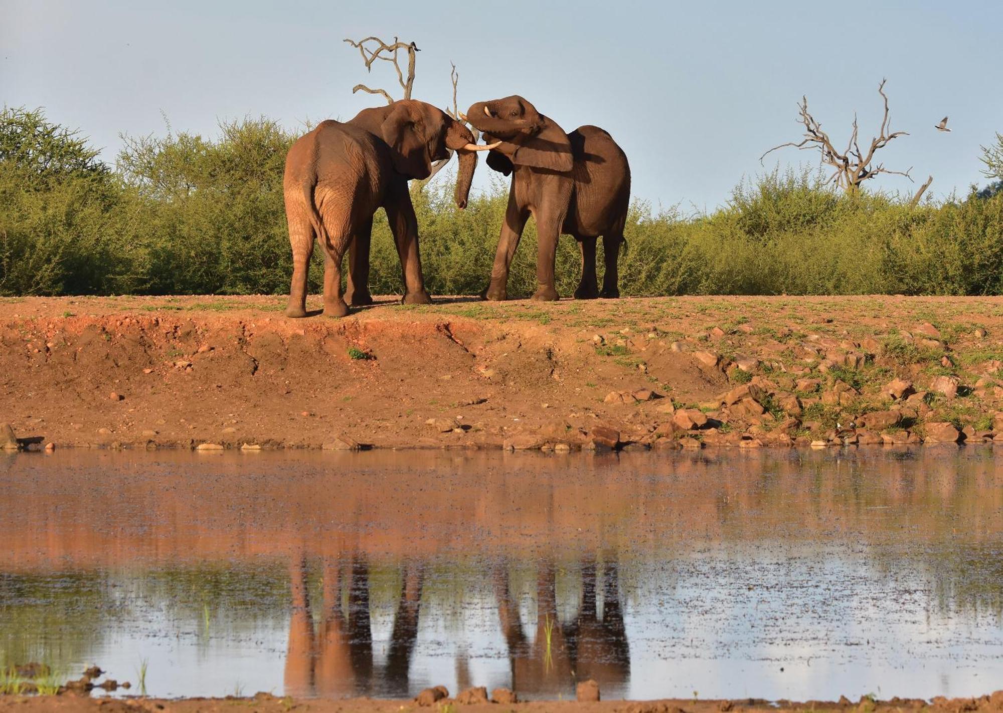 Madikwe River Lodge By Dream Resorts Madikwe Game Reserve Luaran gambar