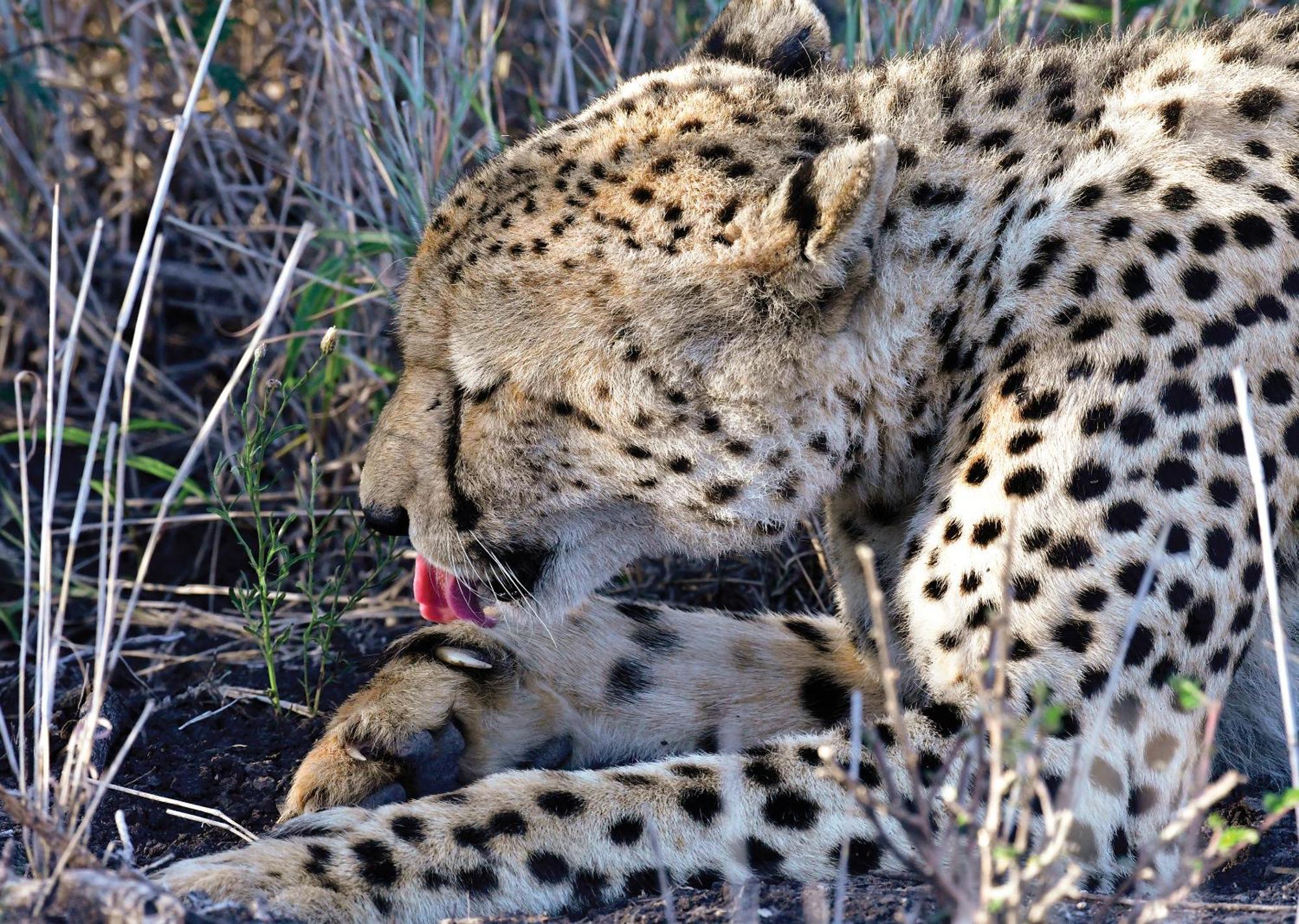Madikwe River Lodge By Dream Resorts Madikwe Game Reserve Luaran gambar
