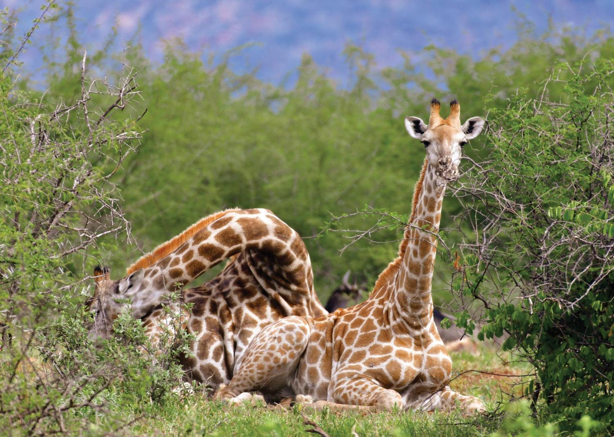 Madikwe River Lodge By Dream Resorts Madikwe Game Reserve Luaran gambar