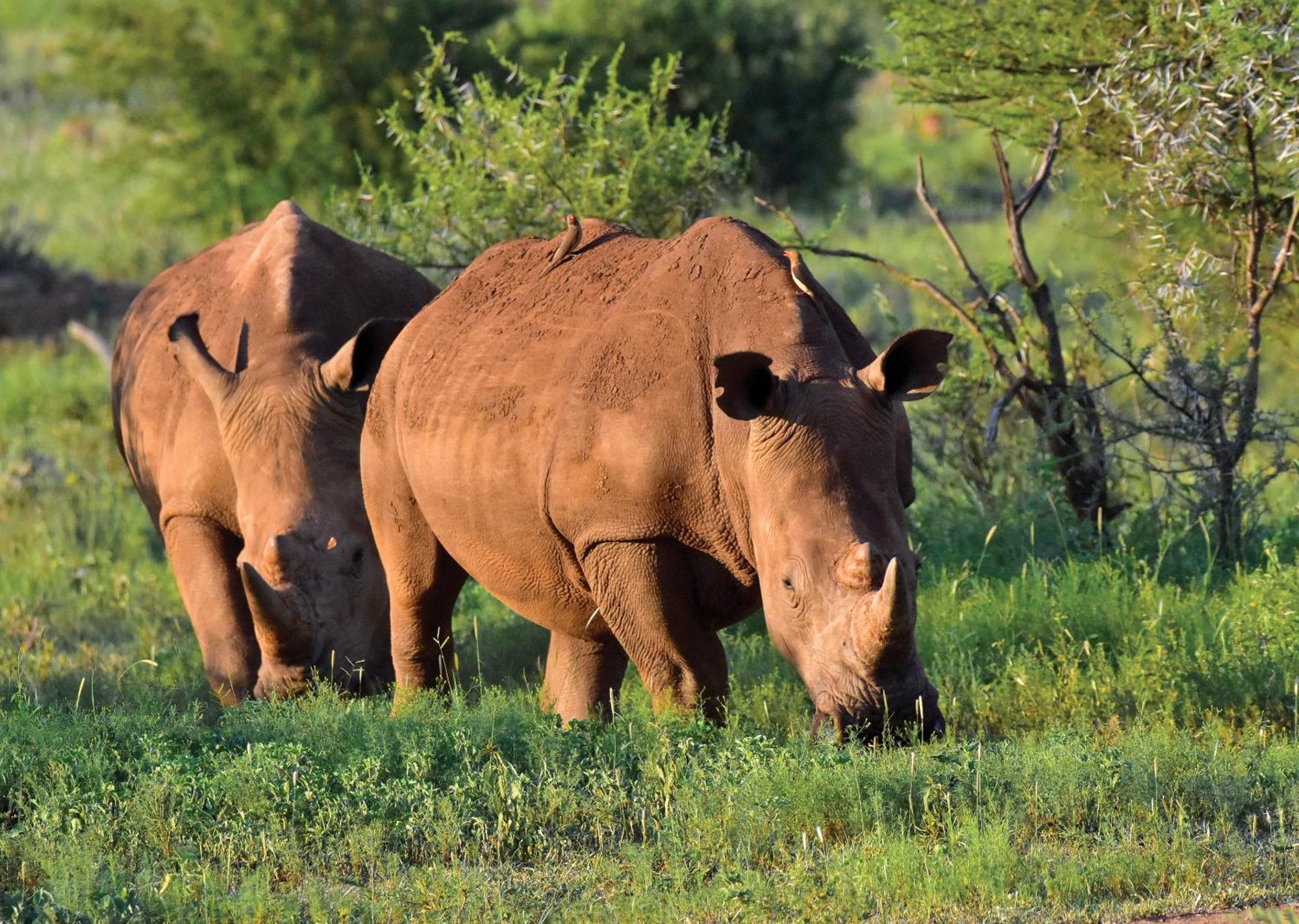 Madikwe River Lodge By Dream Resorts Madikwe Game Reserve Luaran gambar