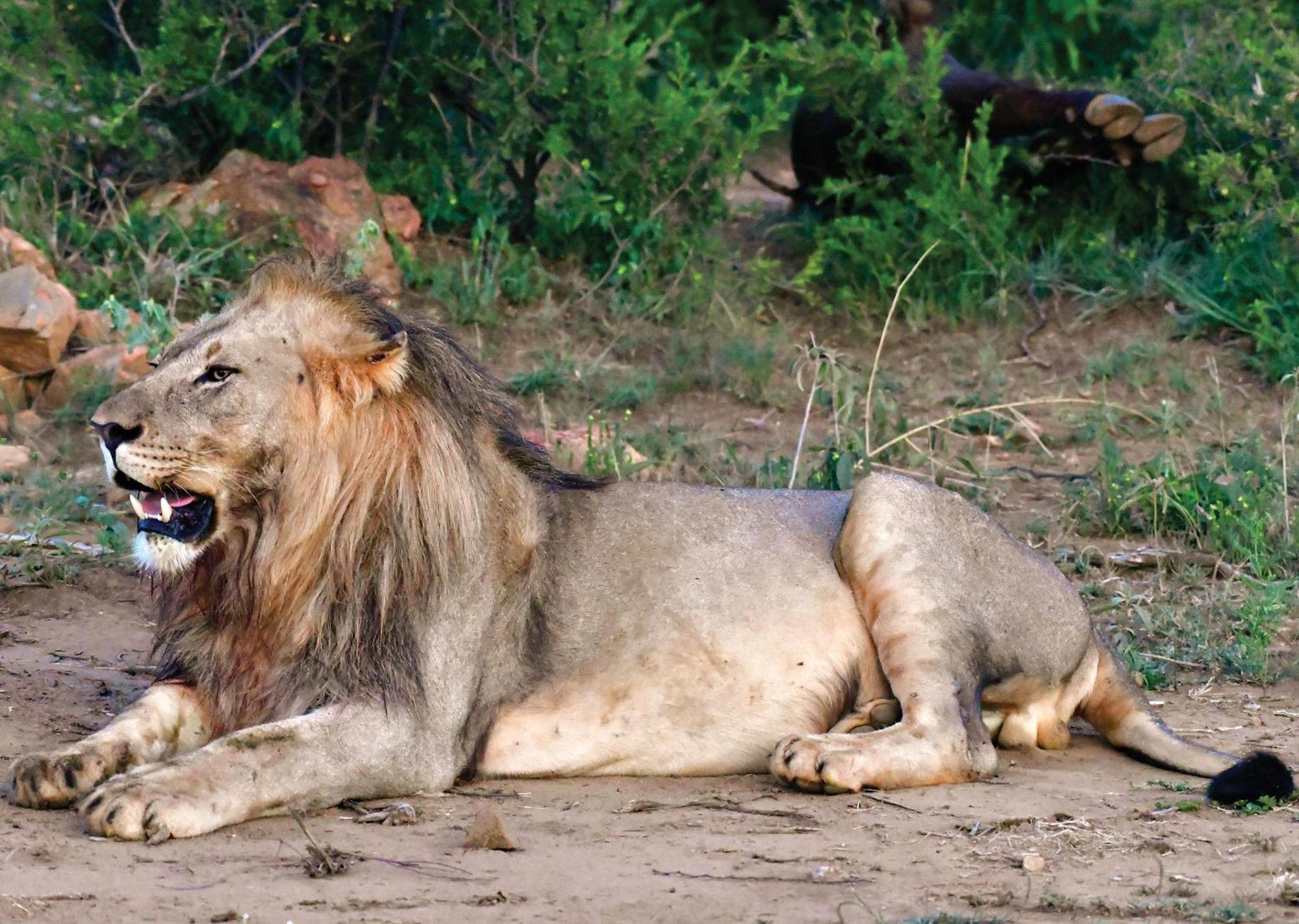 Madikwe River Lodge By Dream Resorts Madikwe Game Reserve Luaran gambar
