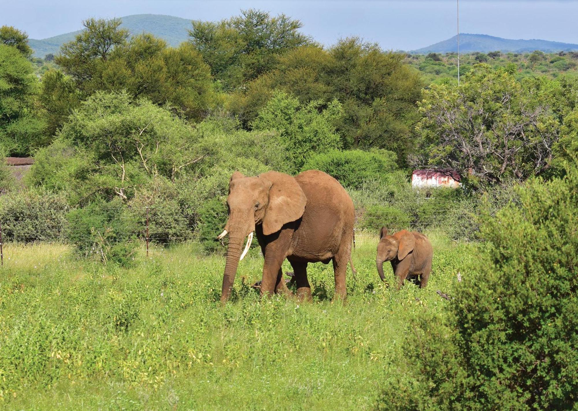 Madikwe River Lodge By Dream Resorts Madikwe Game Reserve Luaran gambar