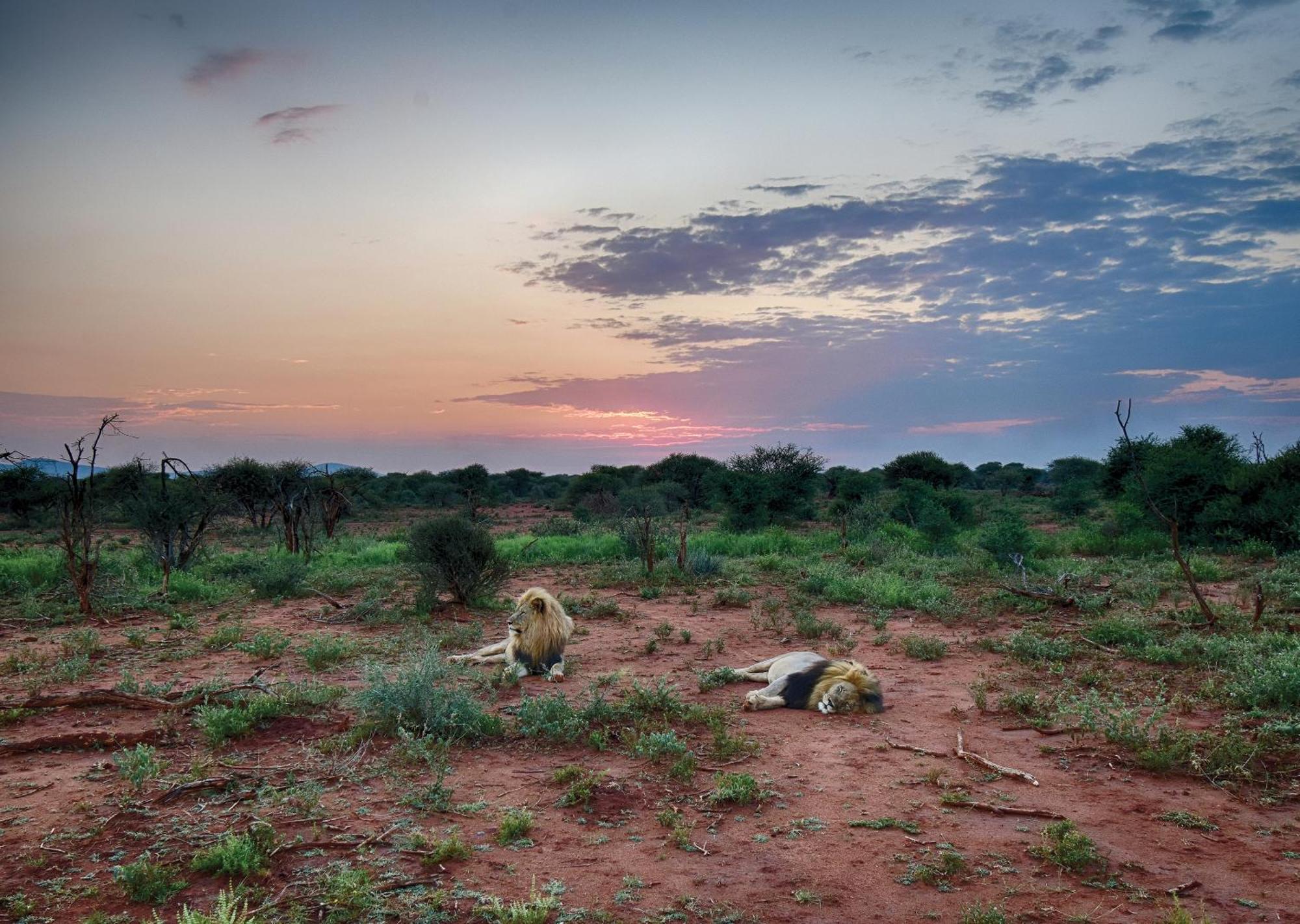 Madikwe River Lodge By Dream Resorts Madikwe Game Reserve Luaran gambar