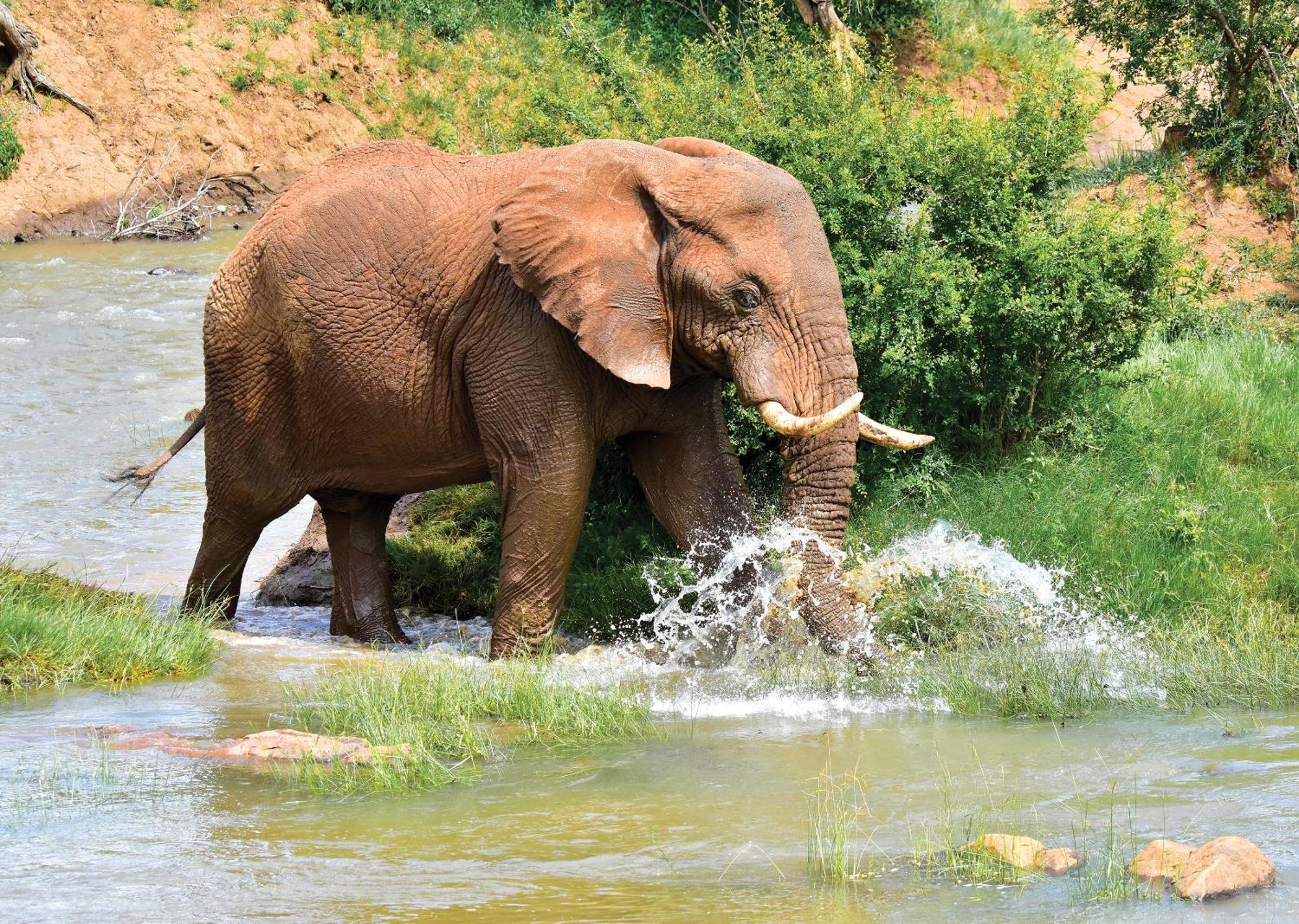 Madikwe River Lodge By Dream Resorts Madikwe Game Reserve Luaran gambar