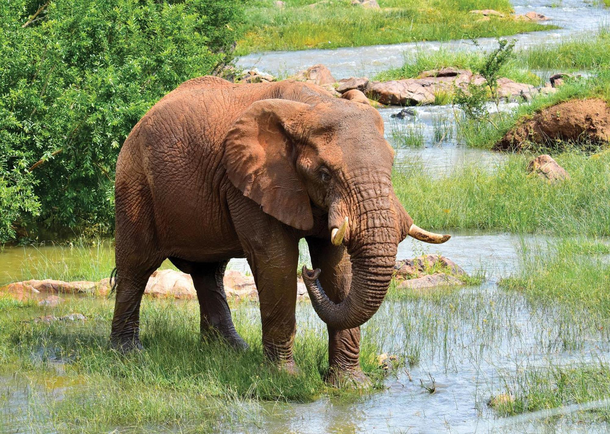 Madikwe River Lodge By Dream Resorts Madikwe Game Reserve Luaran gambar