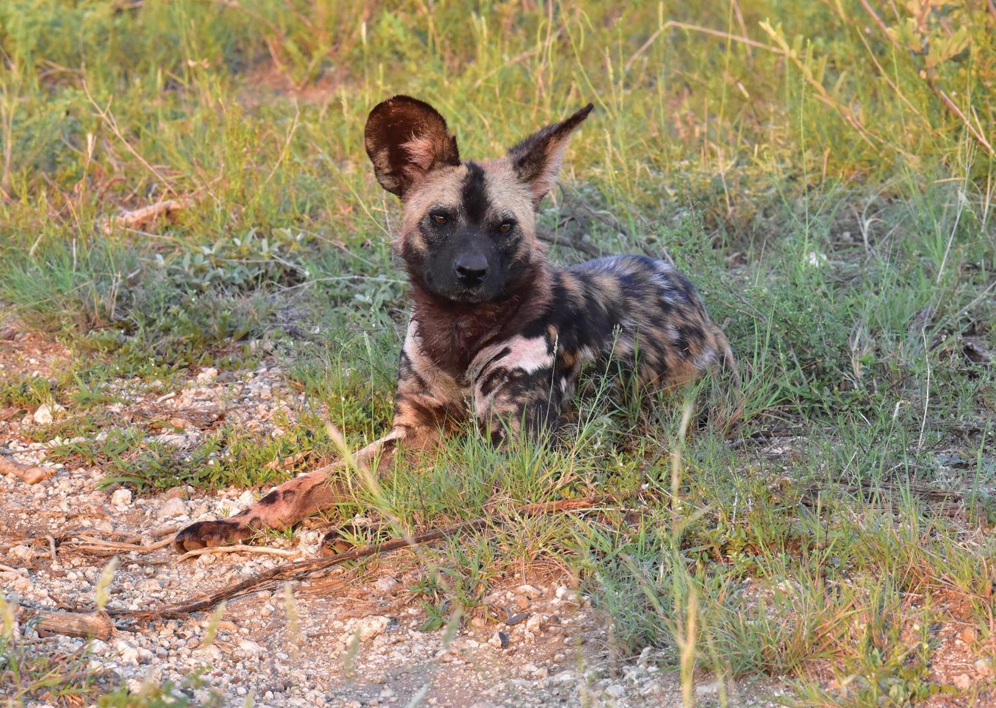 Madikwe River Lodge By Dream Resorts Madikwe Game Reserve Luaran gambar