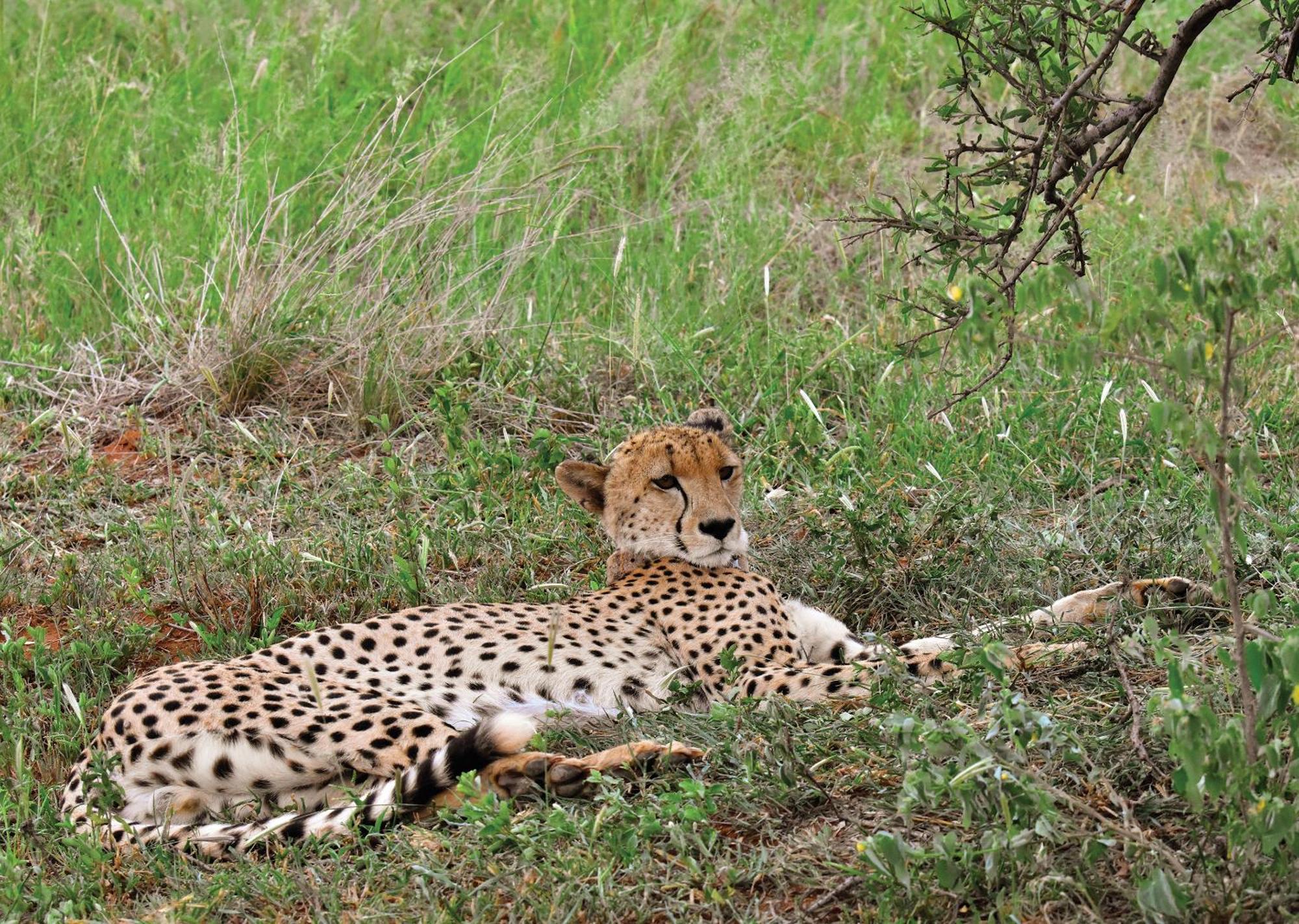 Madikwe River Lodge By Dream Resorts Madikwe Game Reserve Luaran gambar